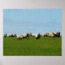 Recherche de troupeau posters Mouton
