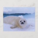 Search for winter white postcards Canada