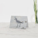 Search for shorebird cards Sandpiper