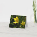 Recherche de tulipa Jardin