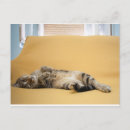 Recherche de domestique cartes postales Chat