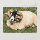 Search for horned postcards Scotland