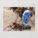Recherche de guerre cartes postales Plage