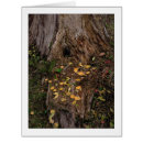 Search for tree stump cards Leaves
