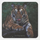 Search for tiger cub stickers Wildlife