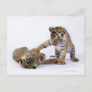 Search for captivity postcards Horizontal