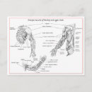 Recherche de muscle cartes postales Anatomie humaine