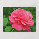 Search for soft rose postcards Garden