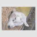 Search for sheep tissue paper Animals