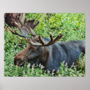 Search for hooves posters Mammal