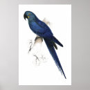 Search for lory posters Parakeet