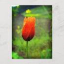 Search for mohn postcards Poppy