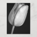 Search for halftone postcards Black and white
