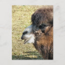 Search for bactrian postcards Wild