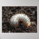 Search for larvae posters Insect