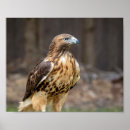 Search for red tailed hawk posters Raptor