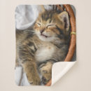 Search for tabby cat blankets Domestic animals