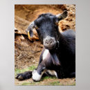 Recherche de chèvre drôle posters Mignon