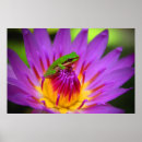 Search for dwarf posters Purple