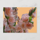 Recherche de pastel rose cartes postales Toute personne