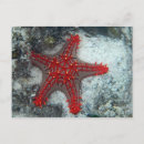 Recherche de étoiles mer cartes postales Plage