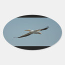 Search for pelicans stickers Feathers