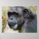 Recherche de singe mignon posters Orangoutan