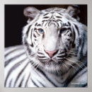 Search for white tiger posters Stripes