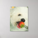 Search for gallery selection posters Animal