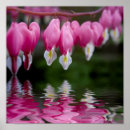 Search for dicentra Plant