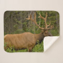 Search for banff national park blankets Alberta