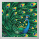Recherche de plume paon posters Bleu