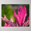 Search for provide posters Floral