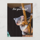 Recherche de koala drôle cartes postales Mignon