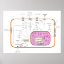 Recherche de molécules posters Biochimie
