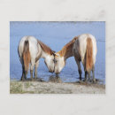 Search for horse postcards Wildlife