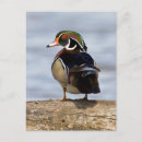 Search for dabbling ducks postcards Dabbler