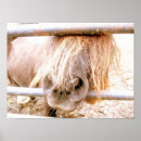 Recherche de poneys posters Cheval