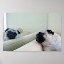 Recherche de de carlins posters Mignon