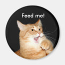 Recherche de gingembre magnets Amoureux des chats