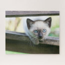 Recherche de chaton siamois puzzles Animaux domestiques