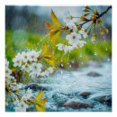Recherche de fleurs de cerisier blanches posters Photographie
