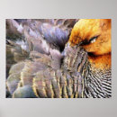 Recherche de canards sauvages posters Faune