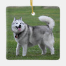 Search for alaskan husky ornaments Animal