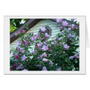 Recherche de rose de sharon Photographie