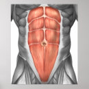 Recherche de ligaments Illustration