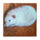 Recherche de rat carreaux Mignon