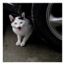 Recherche de moustache posters Chat