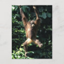 Recherche de orang utan Nature