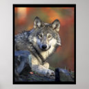 Recherche de canis posters Loup